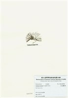 藏品(匍匐擬石花)的圖片